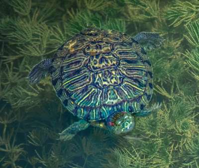 Can Turtles Swim?