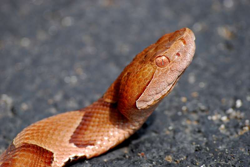 Close up of a venomous copperhead snake, likely an individual of the northern sub-species Agkistrodon contortrix mokasen.