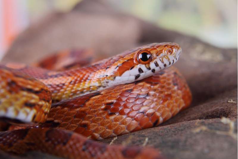 Close up of a coiled corn snake (Pantherophis guttatus). Snake is vibrantly colored in shades of orange, rust, brown, and white. It has dark orange eyes with large, round pupils.