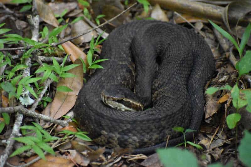 A coiled cottonmouth snake (Agkistrodon piscivorus).