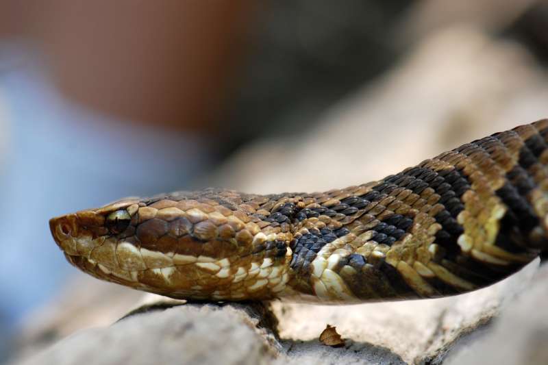 Close up of a venomous cottonmouth snake (Agkistrodon piscivorus).