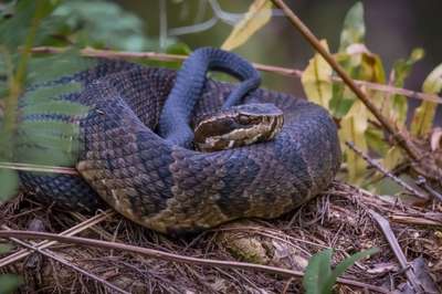 Cottonmouths vs. Water Moccasins: What You Need To Know