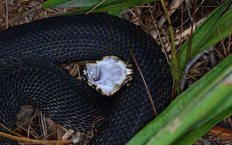 A coiled cottonmouth snake (Agkistrodon piscivorus) sending a strong visual warning by gaping its mouth to show the bright white interior for which it is named.