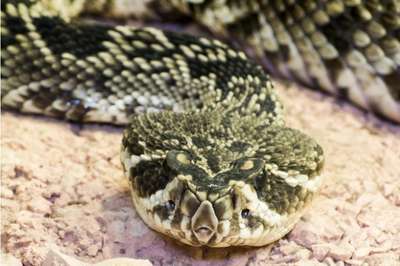 Can You Tell A Snake Is Venomous By The Shape Of Its Head?