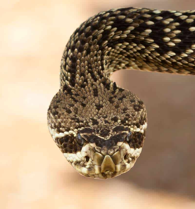 A close-up of one of the most dangerous snakes in North America, the eastern diamondback rattlesnake (Crotalus adamanteus), showing the distinctive triangular-shaped head of pit vipers classified within Family Viperidae.