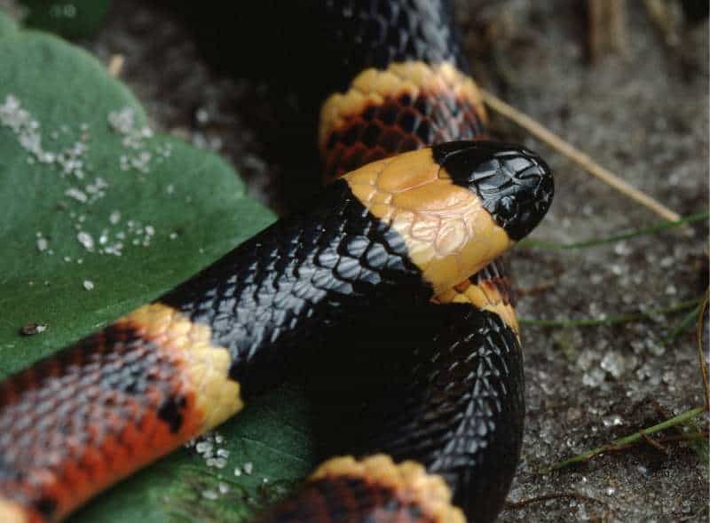 A close-up view of an eastern coral snake (Micrurus fulvius) showing the blunt, slender head and blends seamlessly into the body.