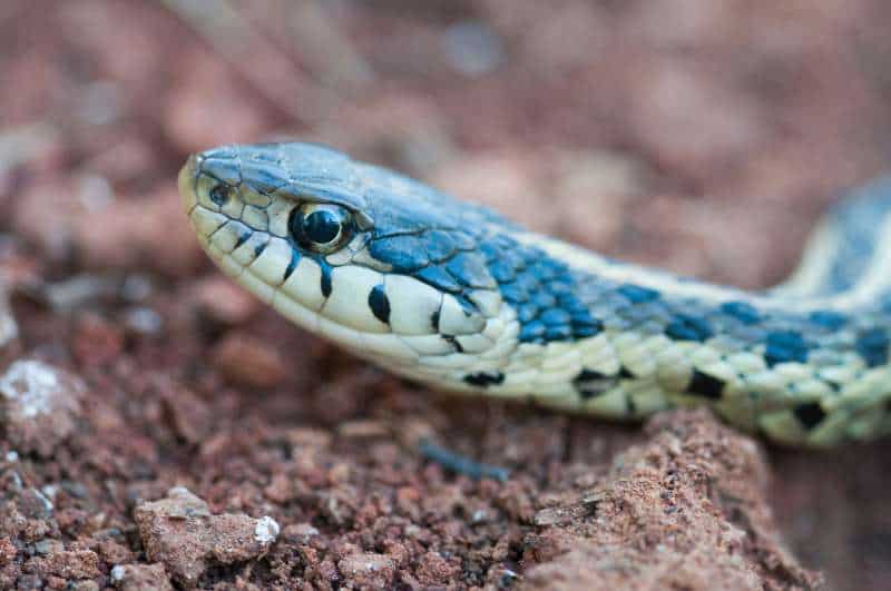 A close-up of the head of an eastern garter snake (Thamnophis sirtalis) at rest, showing a slim shape that blends into the neck and body.