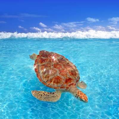 How Do Turtles Float With Shells?