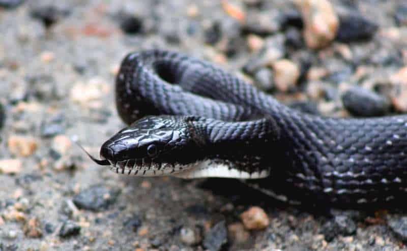 Close up of a coiled kingsnake (Lampropeltis getula) showing black head with white and black striped chin and white underside. The snake's black, forked tongue is visible, as is its eye's round pupil.