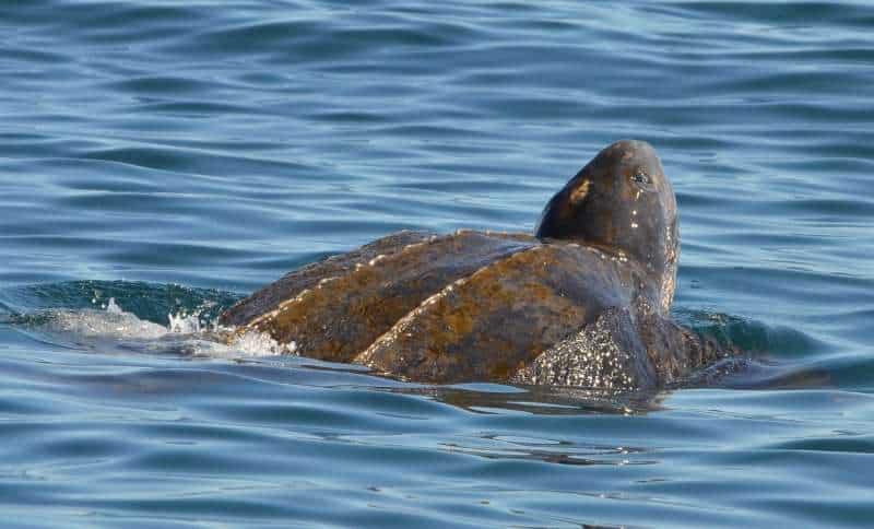 A leatherback turtle (Dermochelys coriacea) swimming out to sea.