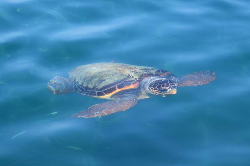 A loggerhead sea turtle (Caretta caretta) swimming just under the surface of the ocean.