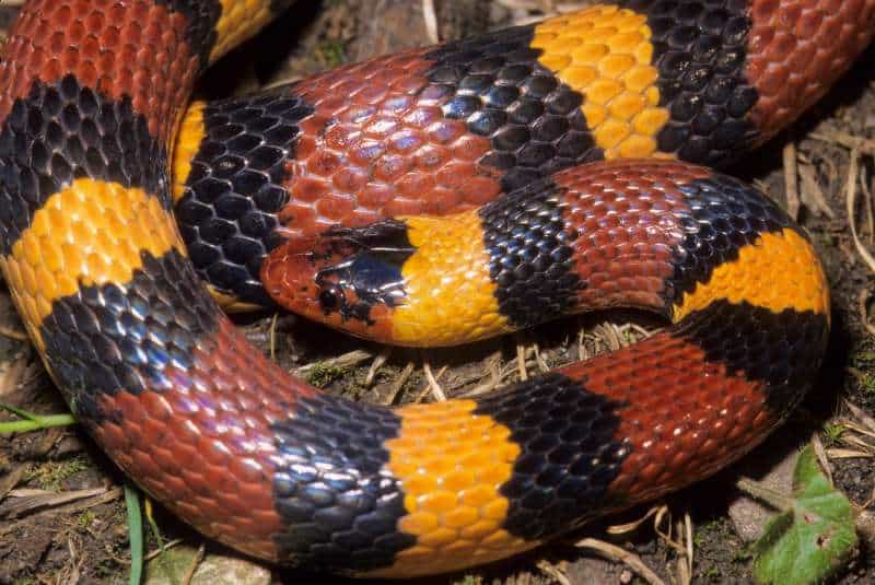 Close up of a coiled milk snake (Lampropeltis triangulum), showing its vibrant red, black, and yellow body banding. The red and yellow portions are separated by wide bands of black on non-venomous milk snakes, which otherwise look very similar to venomous coral snakes (Micrurus fulvius).