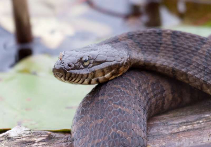 Close up of a on-venomous northern water snake (Nerodia sipedon).