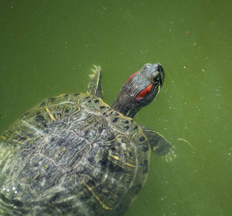 A red-eared slider pond turtle (Trachemys scripta) swimming at the surface of a freshwater pond.