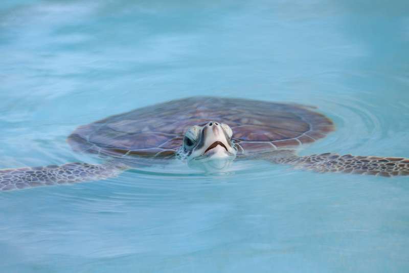 Close-up of a sea turtle (possibly a hawksbill, Eretmochelys imbricata), swimming at the surface of clear, blue water, with eyes, nostrils, and mouth out of the water for breathing.