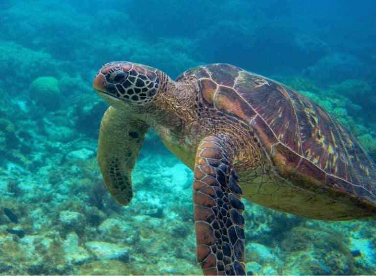 Cold Water Can Spell Death For Sea Turtles