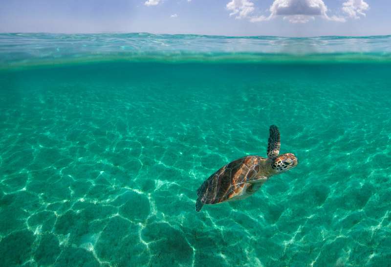 A solitary loggerhead sea turtle (Caretta caretta) swims above white sand in an empty aquamarine sea with blue sky dotted with puffy white clouds.