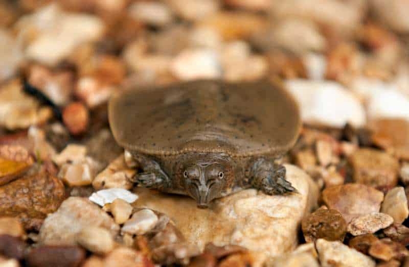 A tiny, baby soft-shelled turtle (possibly a Trionyx spiniferus spiny softshell) crouched on brown and tan pebbles.