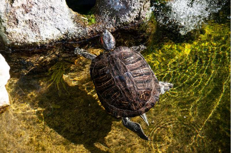 Unknown species of freshwater turtle swimming in clear water, facing rocks; seen from above.