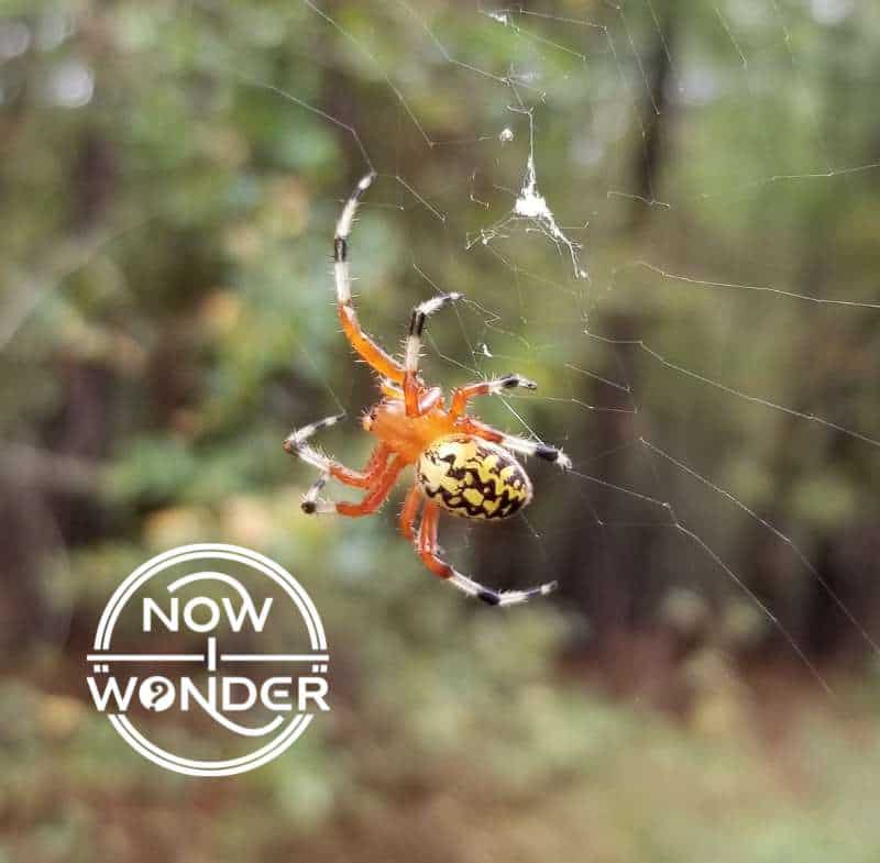 Close up of a marbled orbweaver spider (Araneus marmoreus). The spider's cephalothorax is bright orange, its bulbous abdomen is black with wavy bright yellow lines, and its legs are orange with alternating black and white sections.