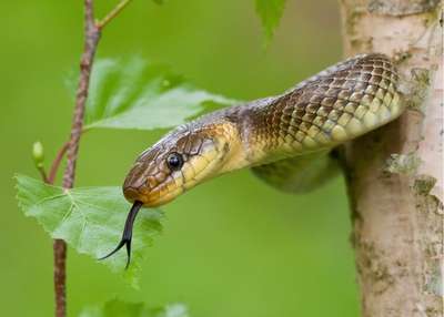 Why On Earth Do Snakes Climb Trees?