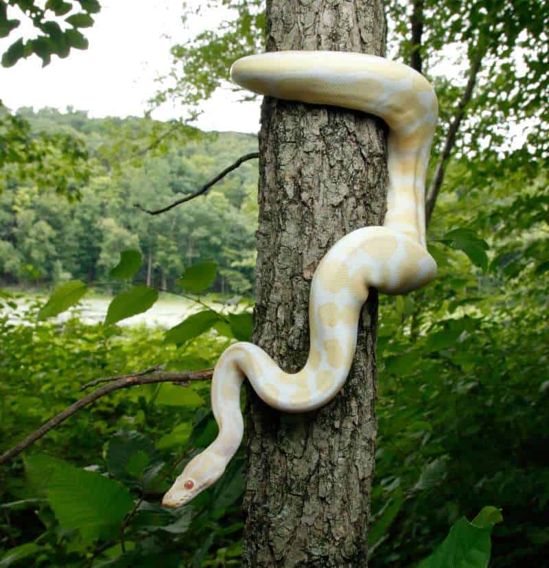 Large albino python suspended upside down from a rough-barked tree.