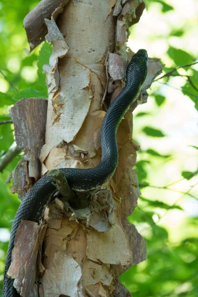 Black rat snake (Elaphe obsoleta) with pale underside climbing straight up a tree with peeling bark.