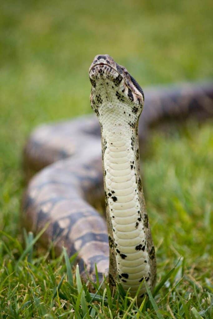 A large boa constrictor snake with raised head displaying the overlapping scales on its belly, called the ventral scales or ventral scutes.