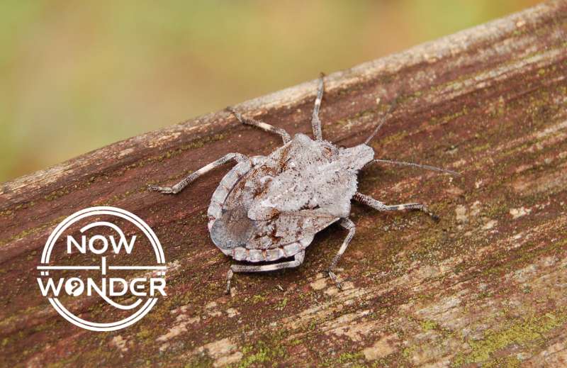 A mottled gray and brown Brochymena sp. stink bug displaying its cryptic coloration which mimics tree bark.
