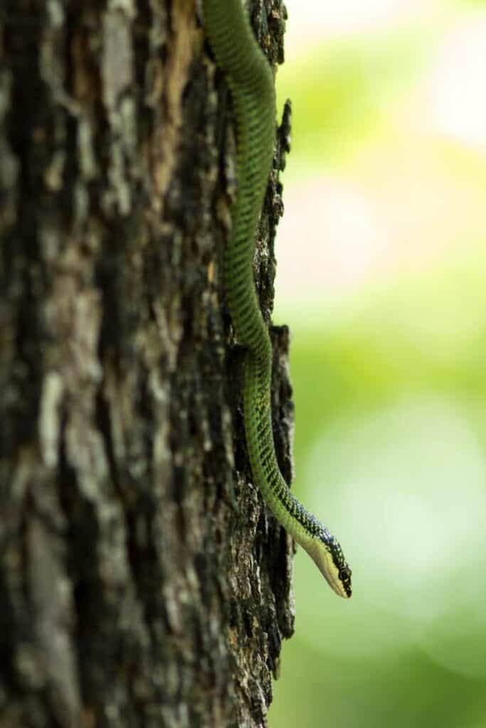 A slim green tree snake (species unknown) slithers down a rough-barked tree head first.