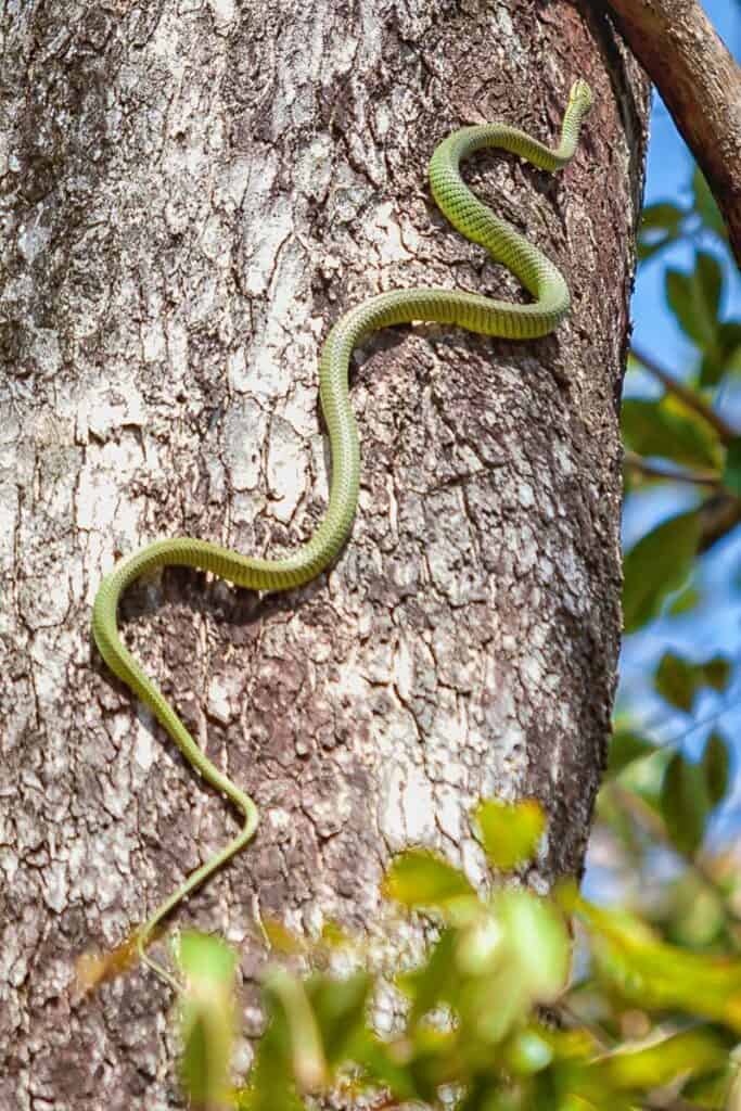 A bright green snake ascending straight up a large, rough-barked tree trunk.