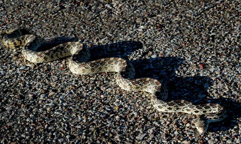 A large rattlesnake laterally undulates across rough asphalt by bending its long body into a series of at least 13 S-curves that get wider as they progress towards the snake's tail.