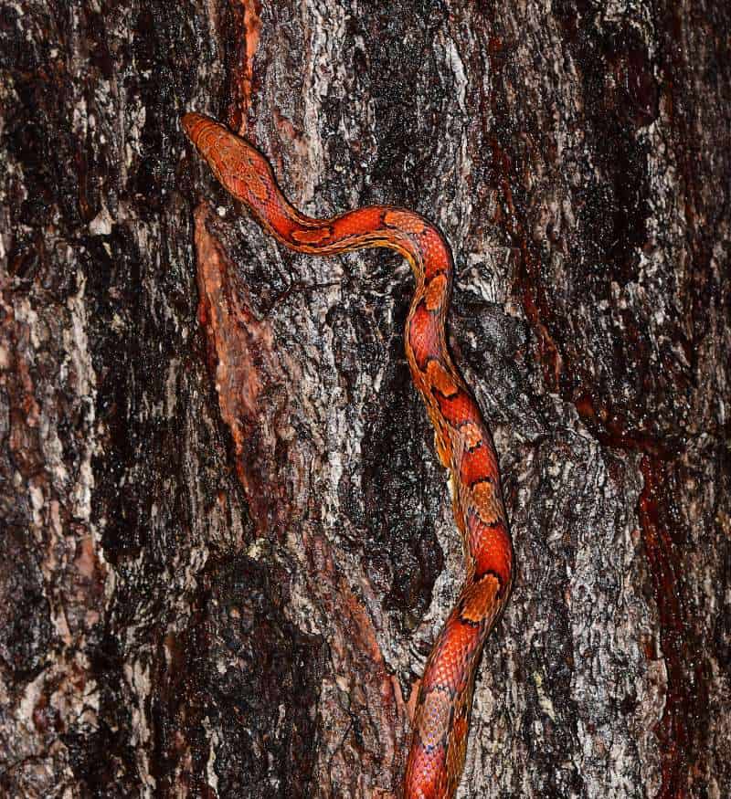 A brightly patterned orange and black snake climbs up dark brown tree bark.