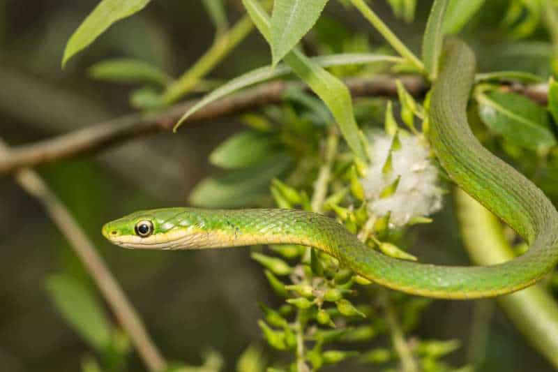 A close up of a rough green snake (Opheodrys aestivus) with its body cantilevered off a leafy branch.