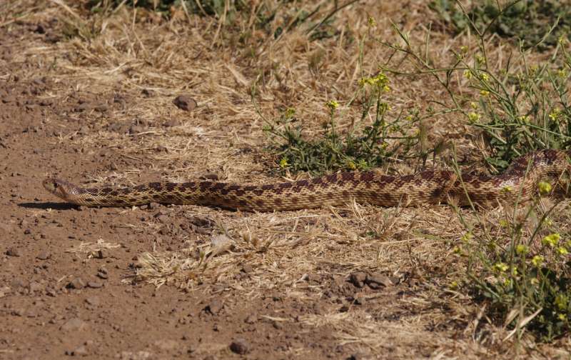 A well-camouflaged brown and tan snake slithering out from dry grass onto a dirt road.