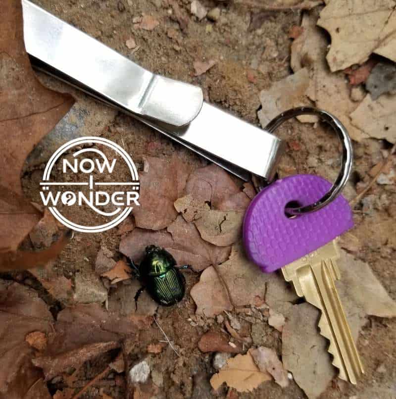 An iridescent, dark green beetle (unknown species) with a key for scale.