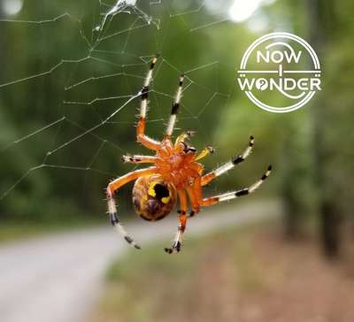 A bright orange, black, white, and yellow orb weaver spider (possibly a marbled or pumpkin orbweaver Araneus marmoreus) from the ventral side, climbing on its web.
