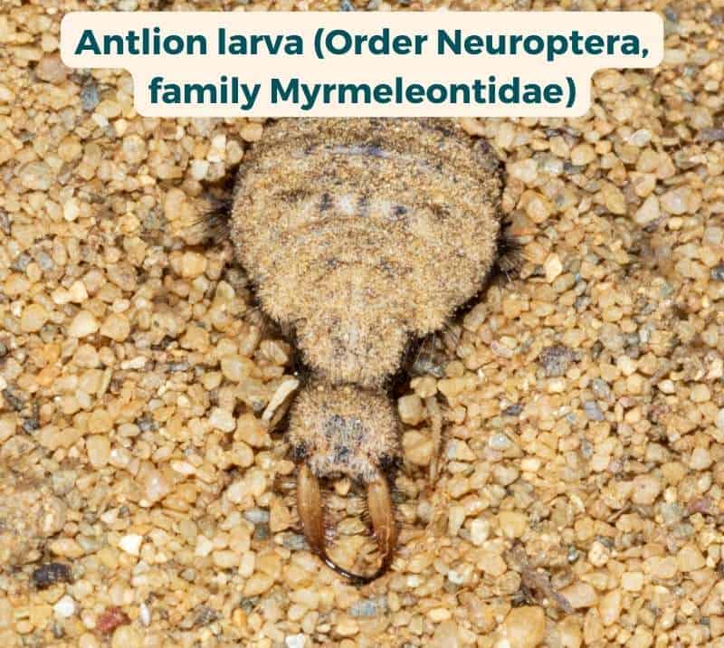 Close up of a well-camouflaged antlion larva (Family Myrmeleontidae) nestled in the sand and displaying the long, sharp mandibles with which they attack passing invertebrates, including spiders.
