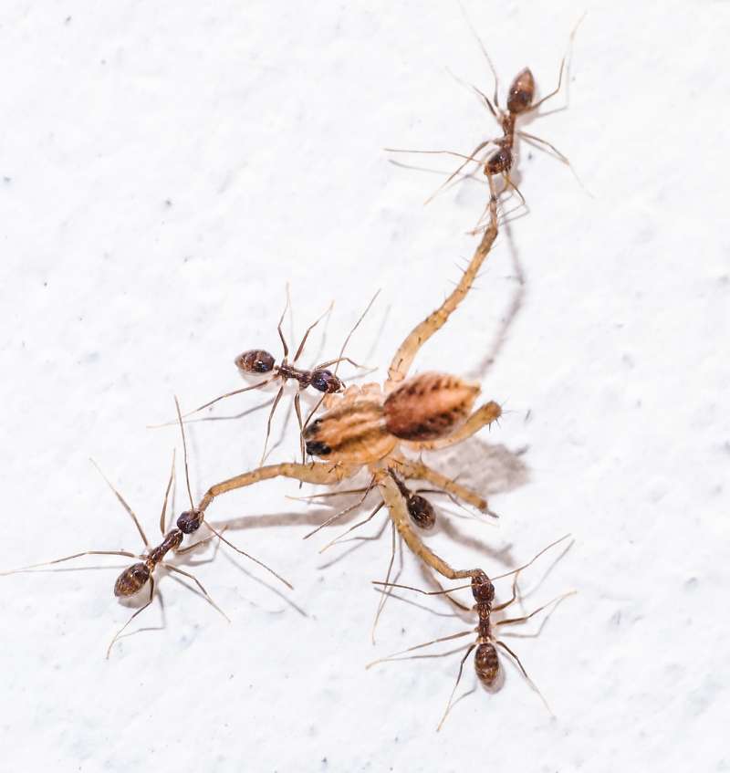 Several small ants (unknown species, family Formicidae) tearing a much larger spider apart. The spider is already missing three entire legs and only portions remain of the remaining five legs.