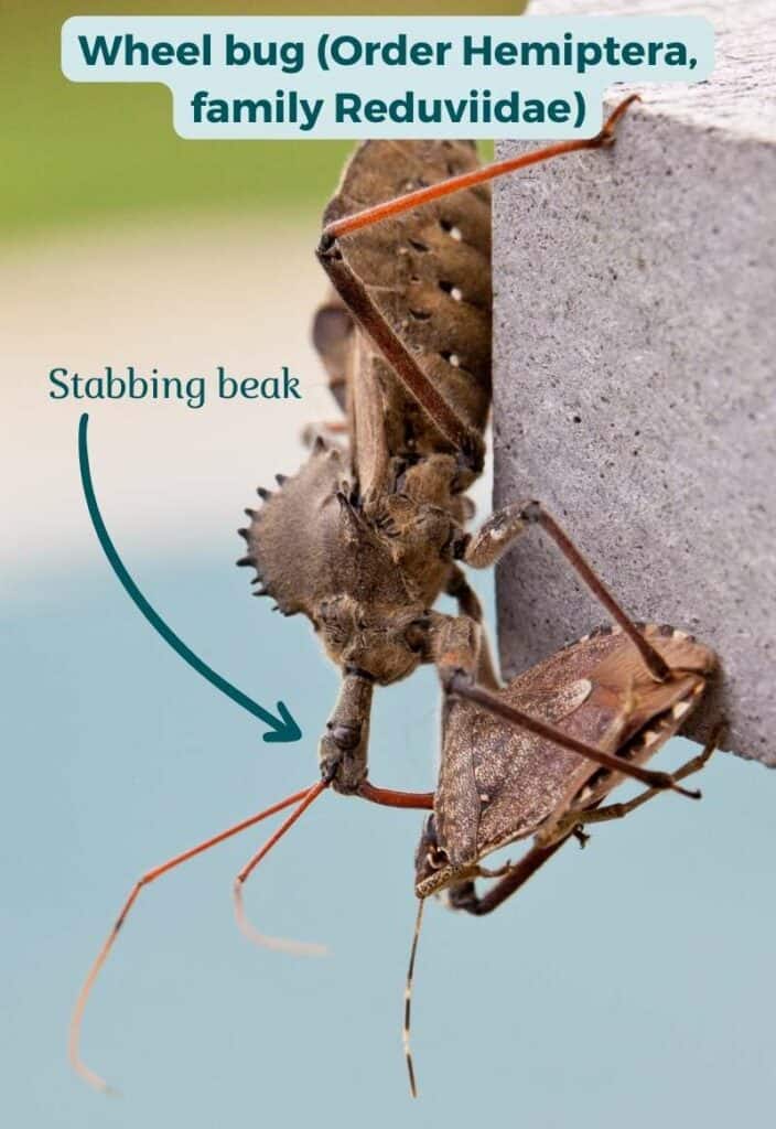 A species of assassin bug called a wheel bug (Arilus cristatus) has stabbed a fellow insect from the true bug order Hemiptera to death with its sharp beak and is sucking out the victim's liquefied inner tissues.