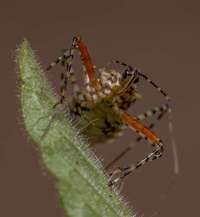 Do Insects Ever Eat Spiders? Part 2: Attacks From The Ground