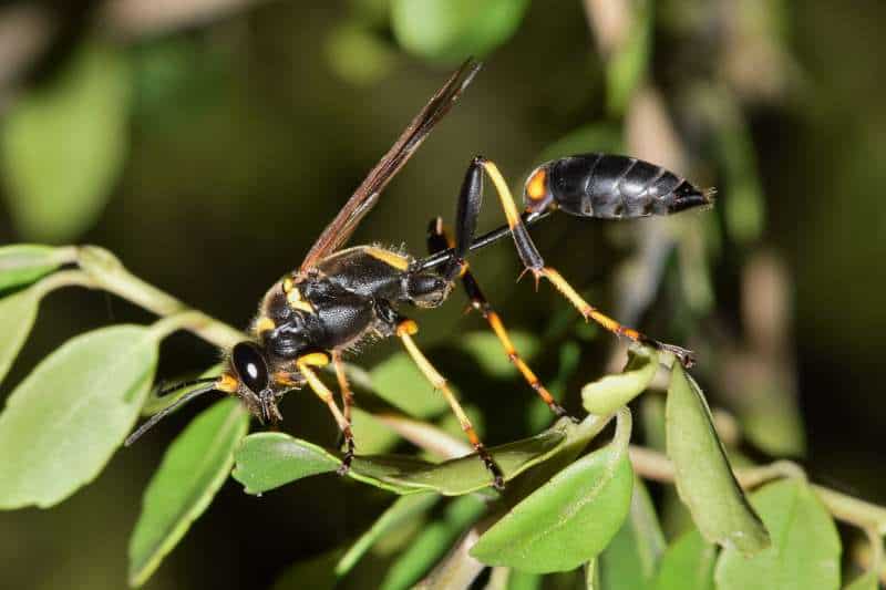A black and yellow mud dauber wasp (Sceliphron caementarium) standing on a green plant.