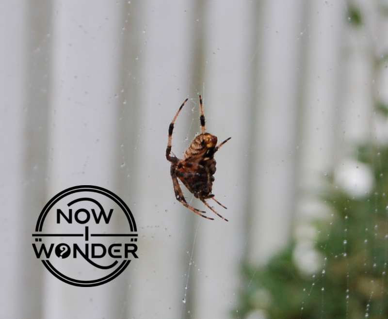 A black, brown, and tan orb weaver spider (possibly an Araneus nordmanni) hanging upside down in a dew-dotted web.
