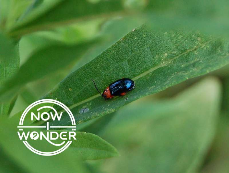 A beetle (unknown species) with bright red head, black eyes, antennae, and glossy black eleytra on a bright green leaf.