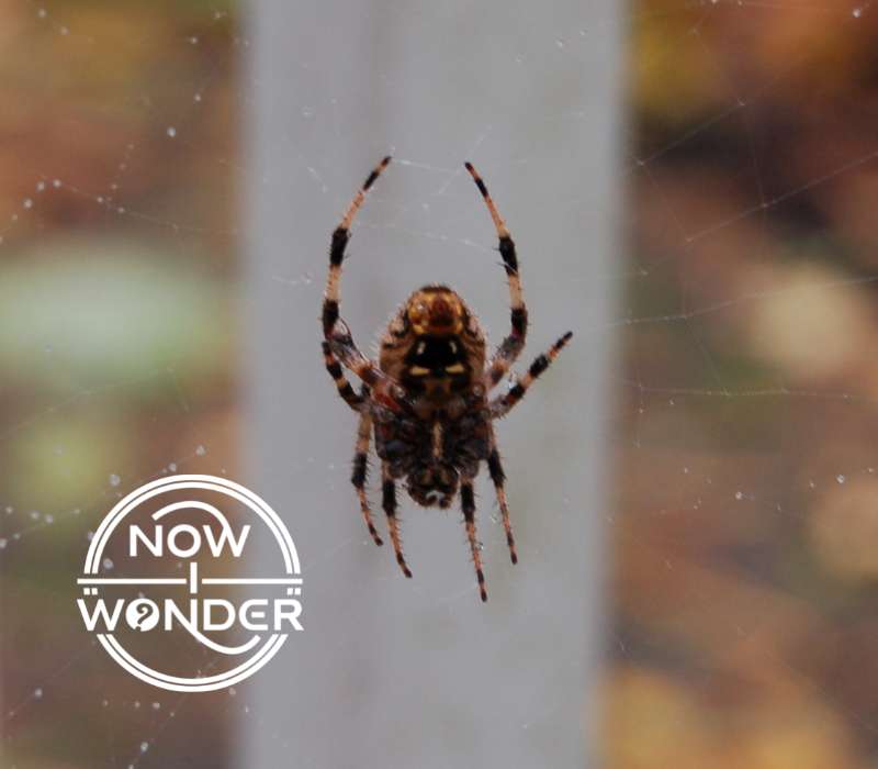 A black, brown, and tan orb weaver spider (possibly an Araneus nordmanni) hanging upside down in its web.