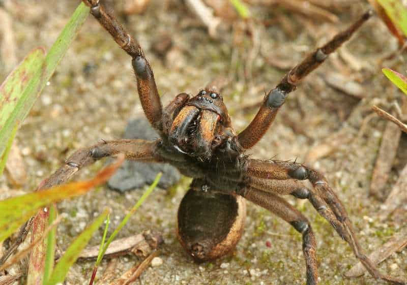 This spider has assumed a defensive position and is sending a visual warning by rearing back and spreading its first pair of walking legs wide. Its chelicerae are the long, flat light tan structures pointing towards the ground below its eyes. The terminal fangs are still tucked under its body but can be flipped out if the spider needs to bite.