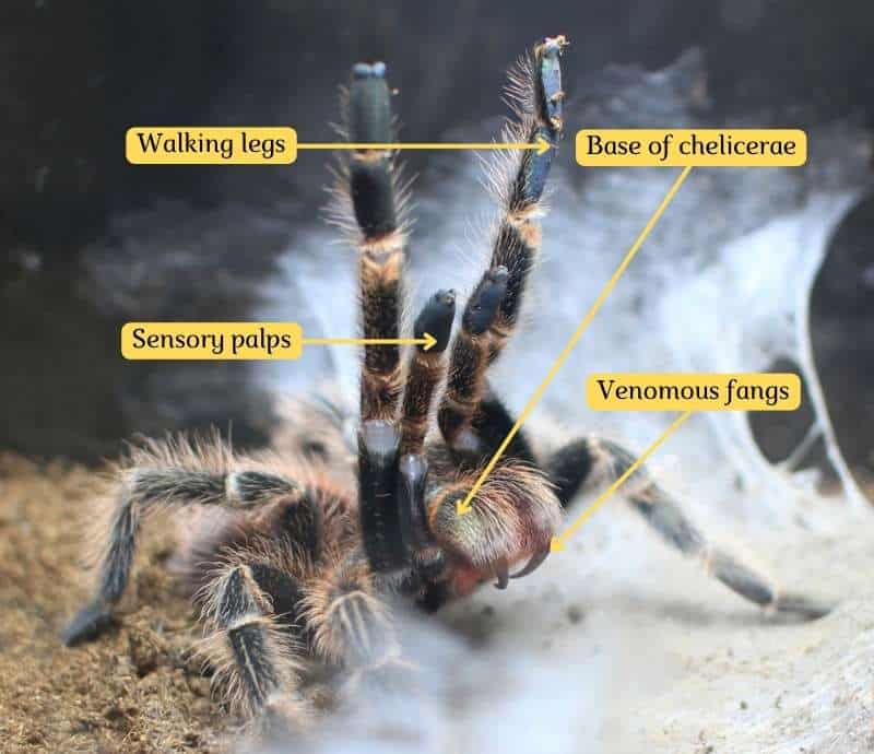 This funnel web spider has assumed a defensive position and is sending a visual warning by rearing back and raising its first pair of walking legs straight up. Note the long, sharp, curved fang on each tip of the chelicerae.