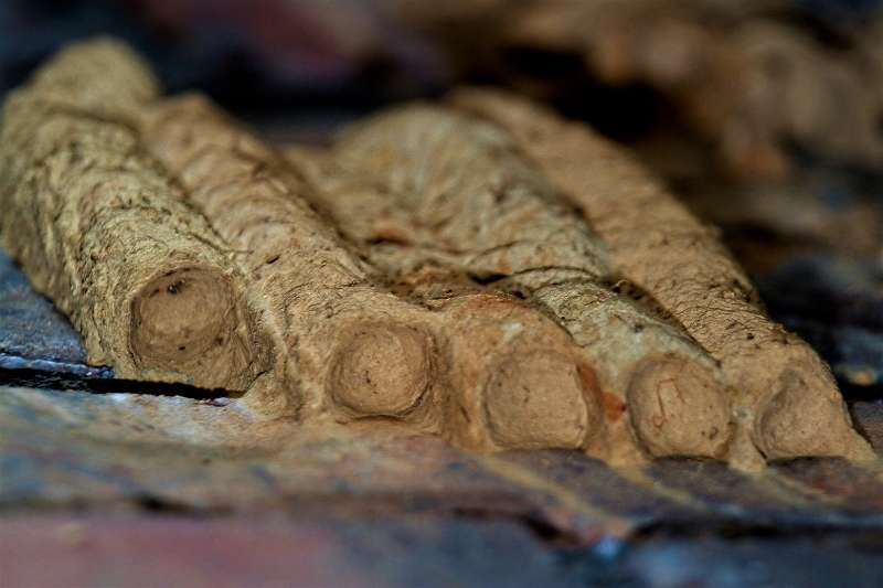 Close up of the brown, papery nests created by mud dauber wasps (family Sphecidae) for their eggs. The long tunnels consist of individual cells which each contain a spider and a wasp egg.