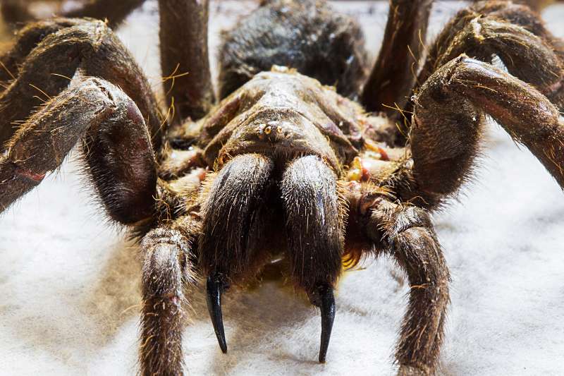 A close up of a large, bulky, hairy tarantula from the front. This spider has very large, long chelicerae, topped with long, sharp curved, black fangs.