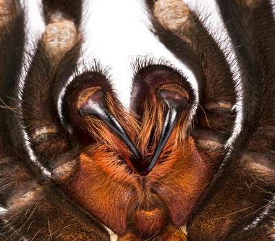 Close up of tarantula fangs from below. Note that the fangs are held folded against the ventral surface of the spider's prosoma.